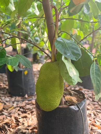 Red Jack Fruit